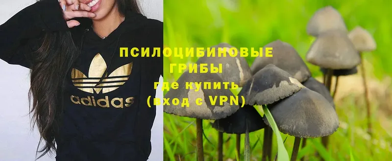 Галлюциногенные грибы Psilocybe  OMG зеркало  Карабаш 